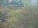 2003-10-05.5419.Hespeler.jpg