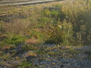 2004-10-10.1107.Guelph_Junction.jpg