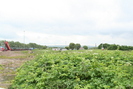 2007-06-18.5171.Musselburgh.jpg