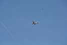 2009-06-01.6787.Scotch_Block.jpg
