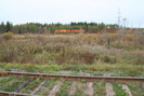 2010-10-14.2839.Masson.jpg