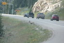 2022-07-16.5365.Jasper.jpg